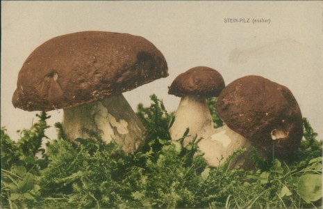 Alte Ansichtskarte Pilze / champignons / mushrooms, Steinpilz (Boletus edulis)