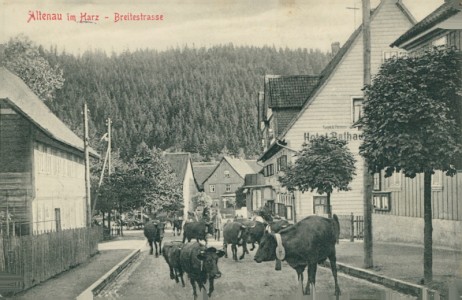Alte Ansichtskarte Altenau-Schulenberg, Breitestrasse mit Kühen
